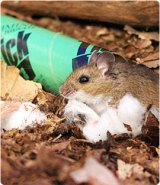 protect your yard mice